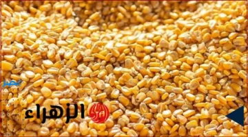 سعر الذرة.. تحديثات اليوم لطن الذرة الصفراء في الأسواق والمحلات